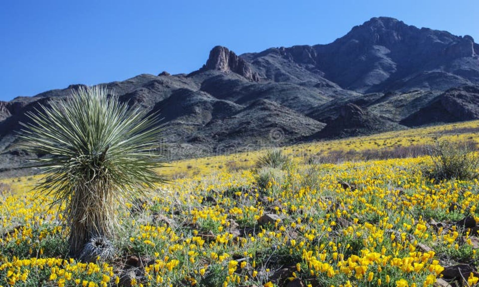 Half an Acre in Luna County, New Mexico! - Image 2 of 15