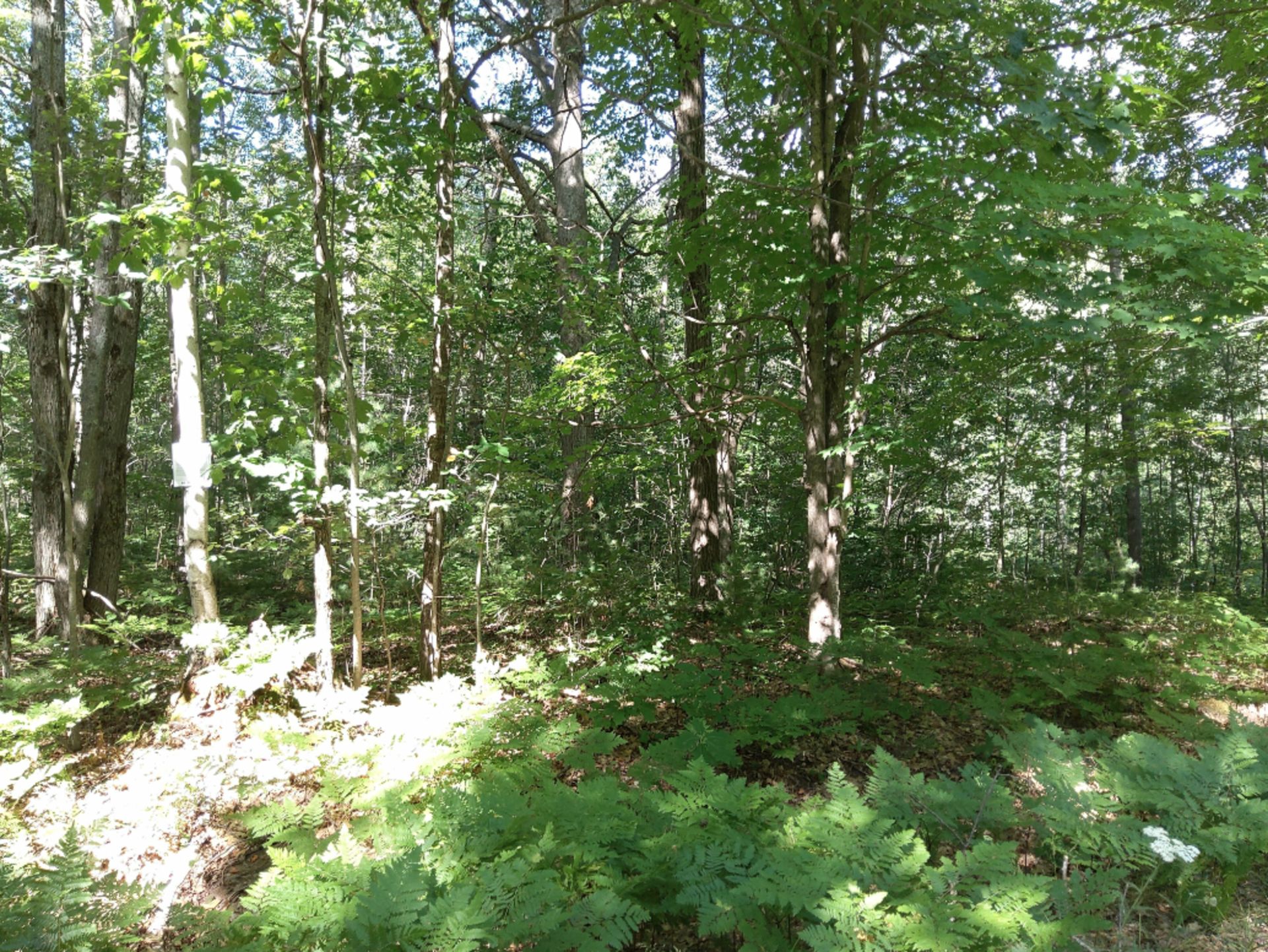 All-Season Relaxation: Over Half an Acre Lot in Otsego County, MI! - Image 16 of 16