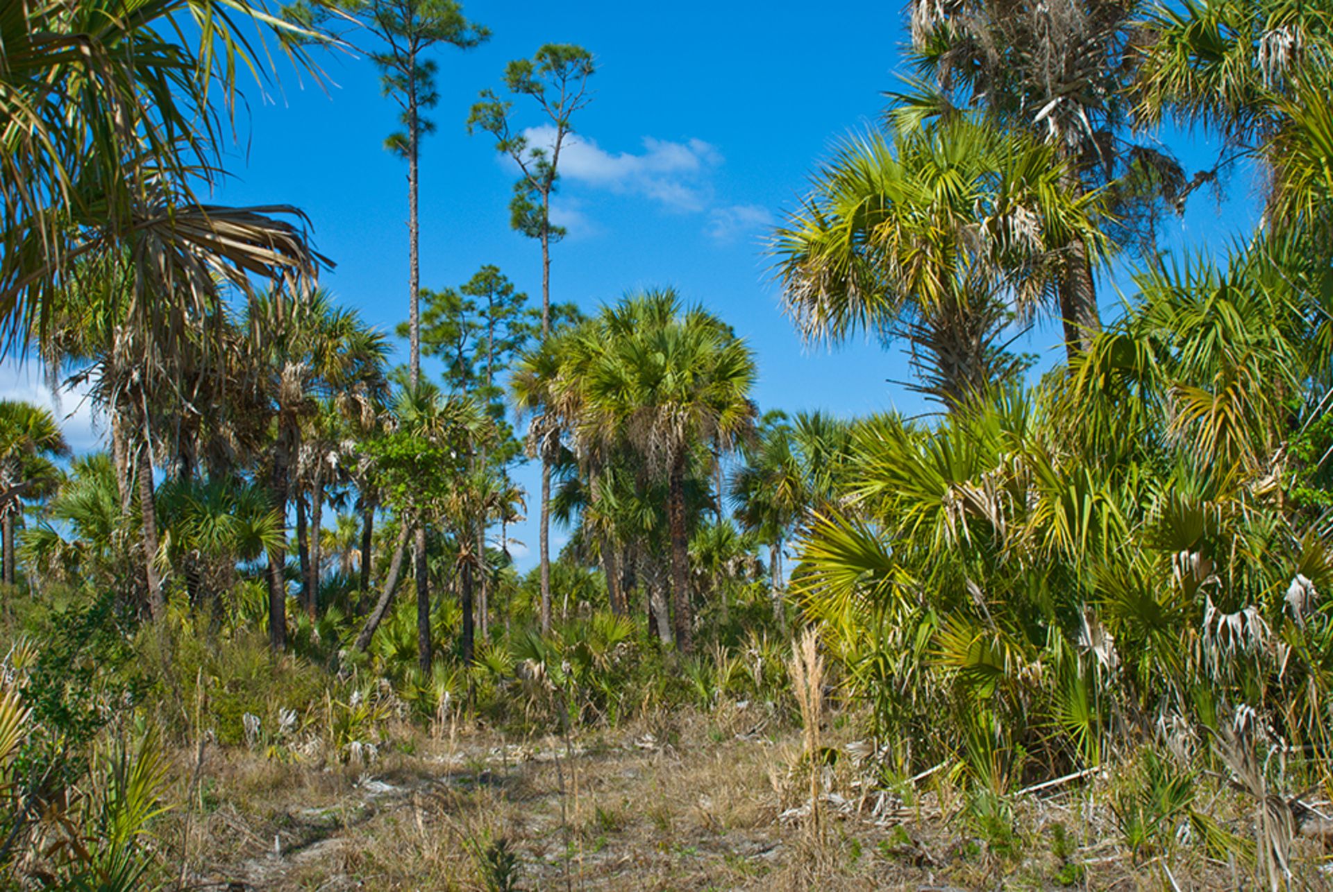 Prime Plot in Charlotte County, Florida: Your Slice of Sunshine! - Image 7 of 10