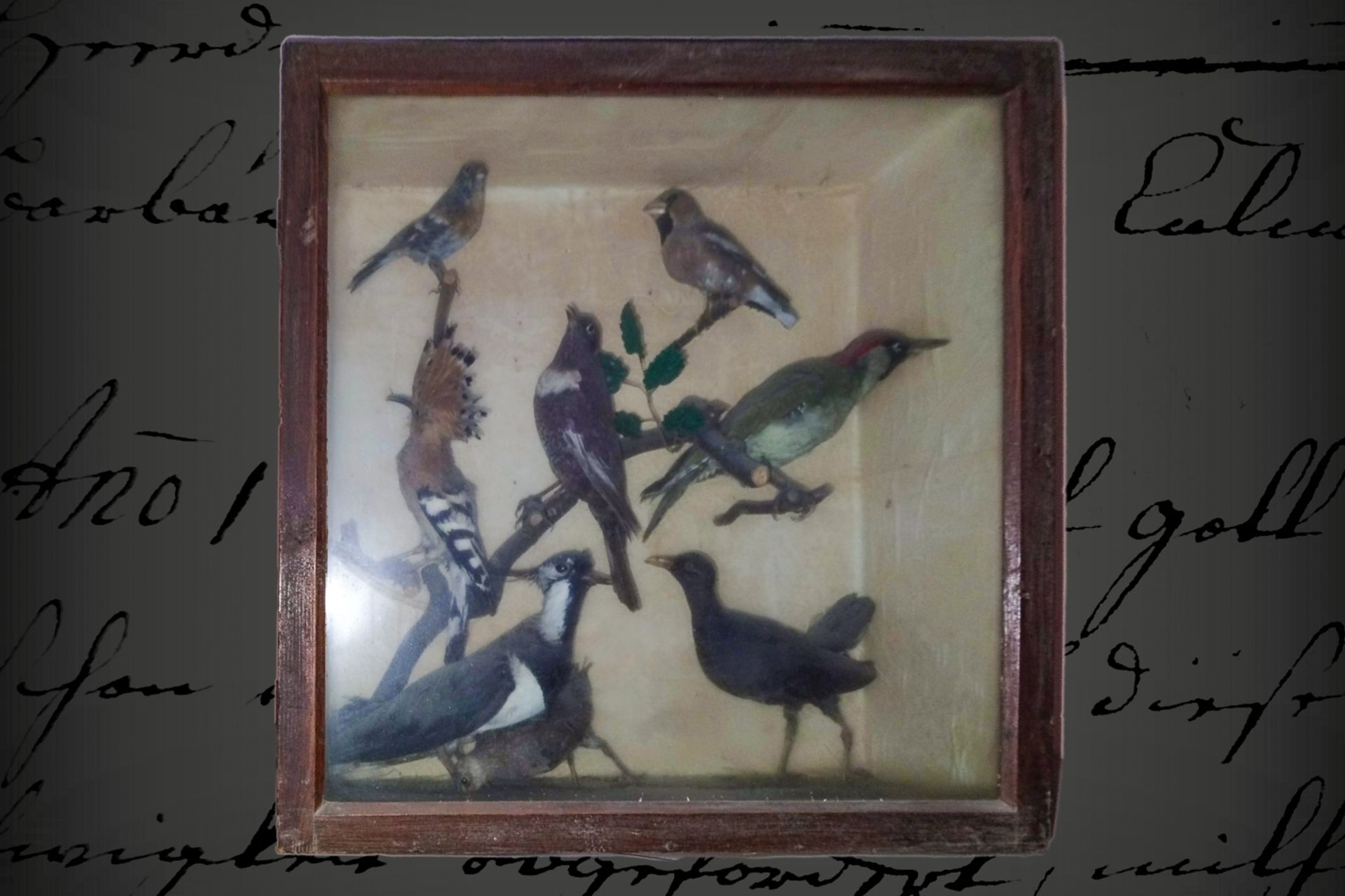 3 Dioramen, mit präparierten Vögeln, um 1900, L 50 cm, Alterungsspuren - Image 2 of 3