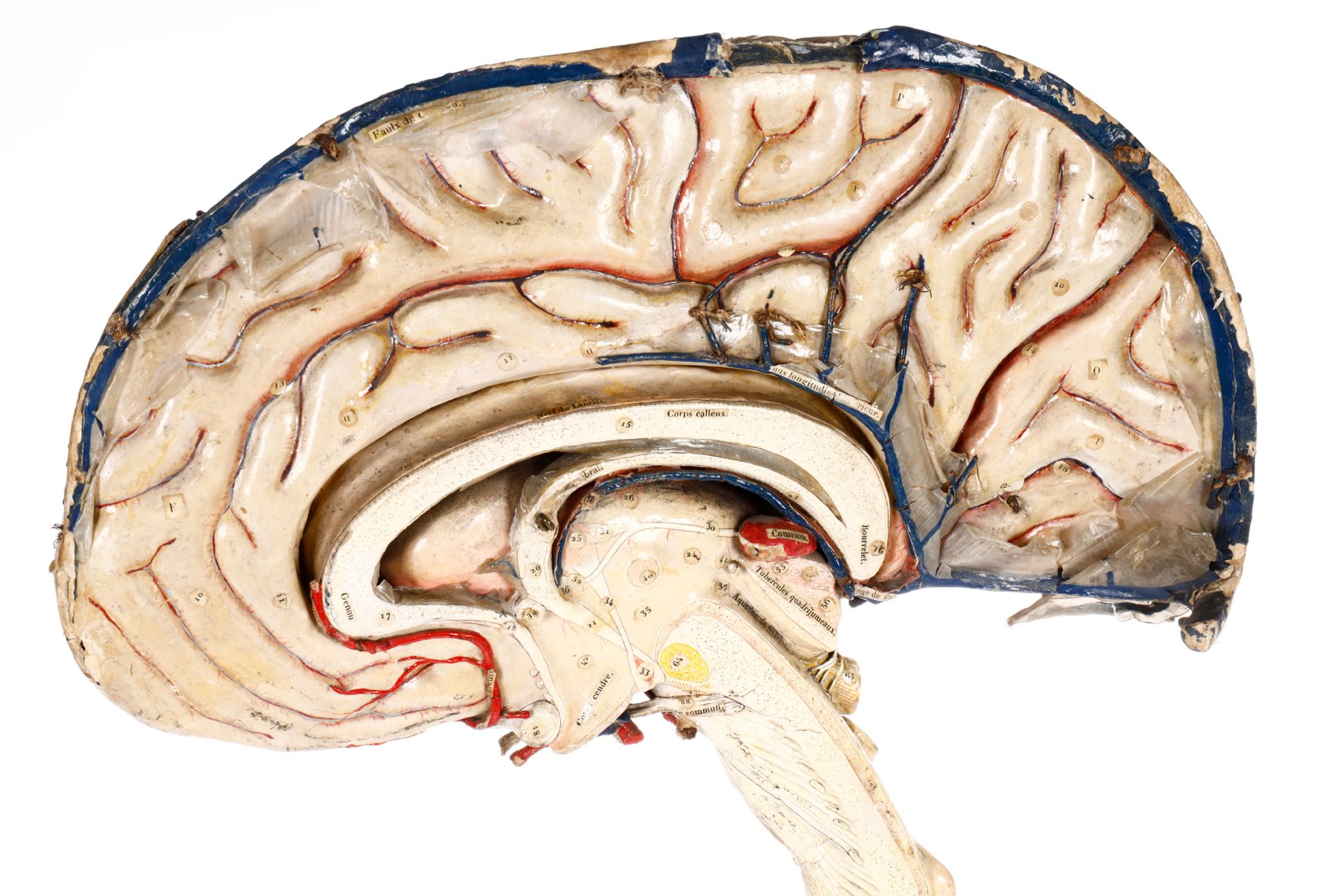 Altes medizinisches Lehrmodell einer menschlichen Hirnhälfte, Produzione Scientifica Parvia, mit - Image 2 of 9