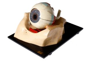Altes medizinisches Lehrmodell eines menschlichen Auges, A. Fumeo Milano, bemalt, zerlegbar, auf
