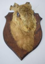 Taxidermy: a hare head mounted onto a shaped wooden shield, with glass eyes, 27cm tall.