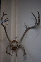 20th century pair of deer antlers, mounted onto wooden plaque, 18 points, 81cm tall, 61cm wide,