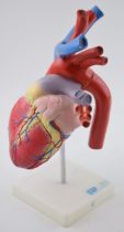 Medical / scientific 'Model of a Heart' by ESP Educational + Scientific Products Ltd, Sussex. Height