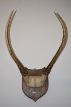 A set of 20th century deer horns mounted onto a wooden shield, 54cm tall.