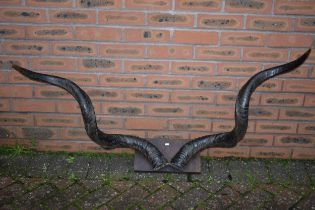 A large 20th century pair of Kudu or similar animal horns, mounted onto wooden plaque, 125cm wide (