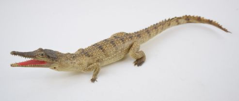 Taxidermy model of a baby gator, 44cm long. In good condition for its age however there is some