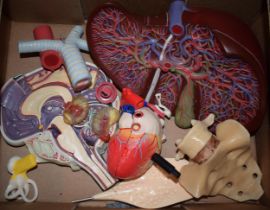 A mixed collection of scientific / medical models to include, heart, lungs, spine and various