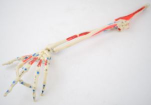 Medical / scientific 'Model of The Human Arm'. Length 24cm. In original condition.
