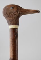 Traditional hand crafted walking stick, wooden handled, in the form of a duck's head, ash (or
