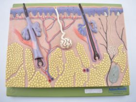 Medical / scientific 'Model of The Skin' with hair follicles by Adam Rouilly, London. Wall mountable