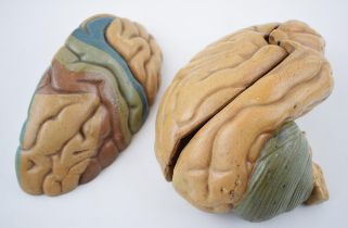 A scientific 'Model of a Human Brain' in three sections. Unknown maker. 19cm x 9cm. In good original