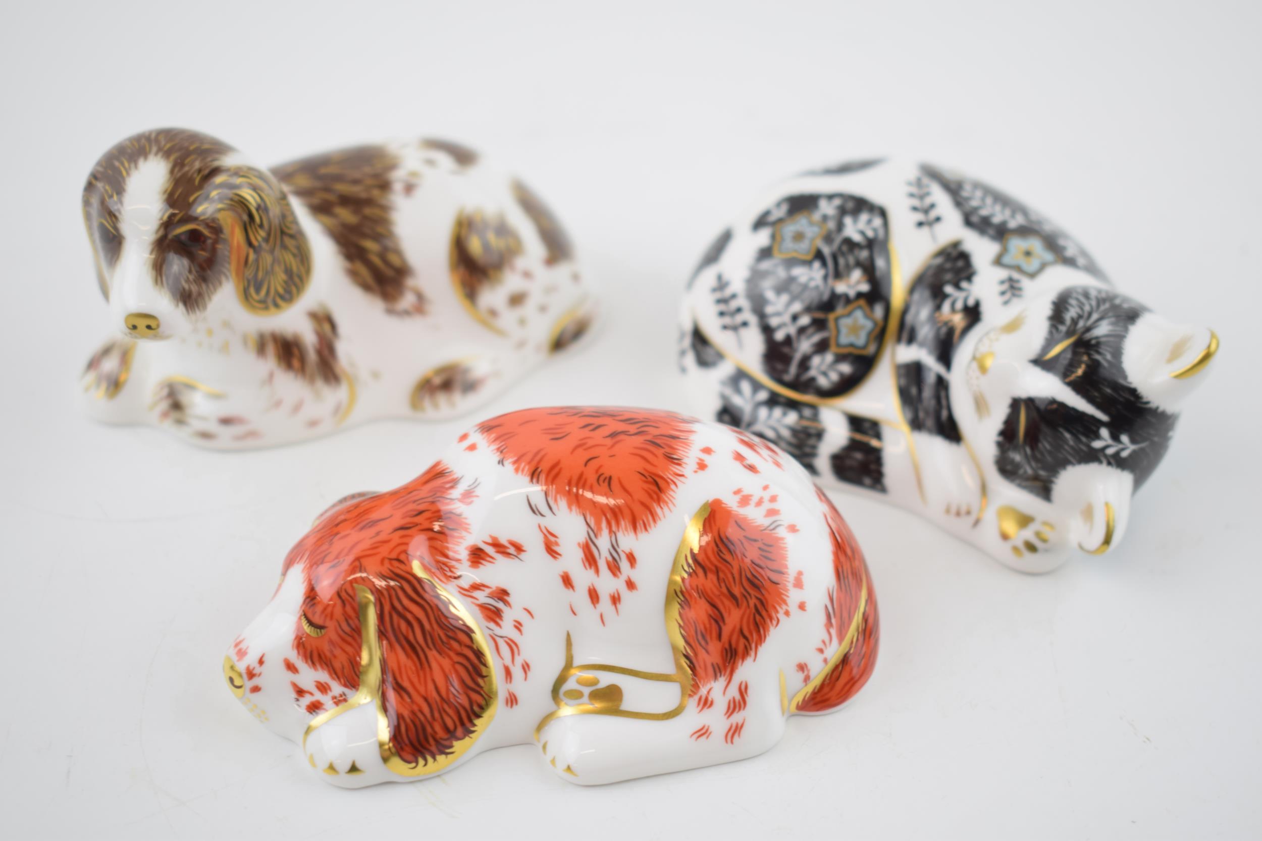 Three Royal Crown Derby Paperweights, Misty Kitten, Puppy and Scruff, all exclusive to the Royal
