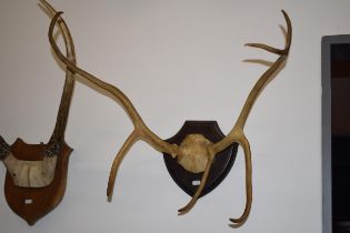 A mounted pair of deer antlers, 46cm wide, 6 points.