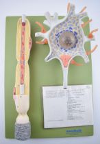 Medical / scientific 'Parts of a Neuron' by Adam Rouilly, London. Made in West Germany. Height