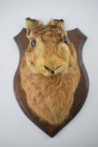 Taxidermy: a hare head mounted onto a shaped wooden shield, with glass eyes, 26cm tall.