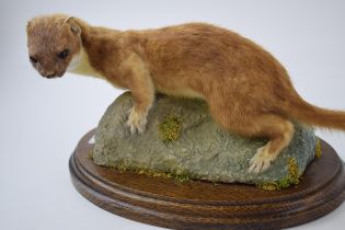 Vintage taxidermy model of a stoat, mounted onto naturalistic base, 35cm long.