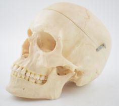 Medical / scientific 'Model of a Human Scull' by Adam Rouilly, Sittingbourne Kent. Height 31cm. In