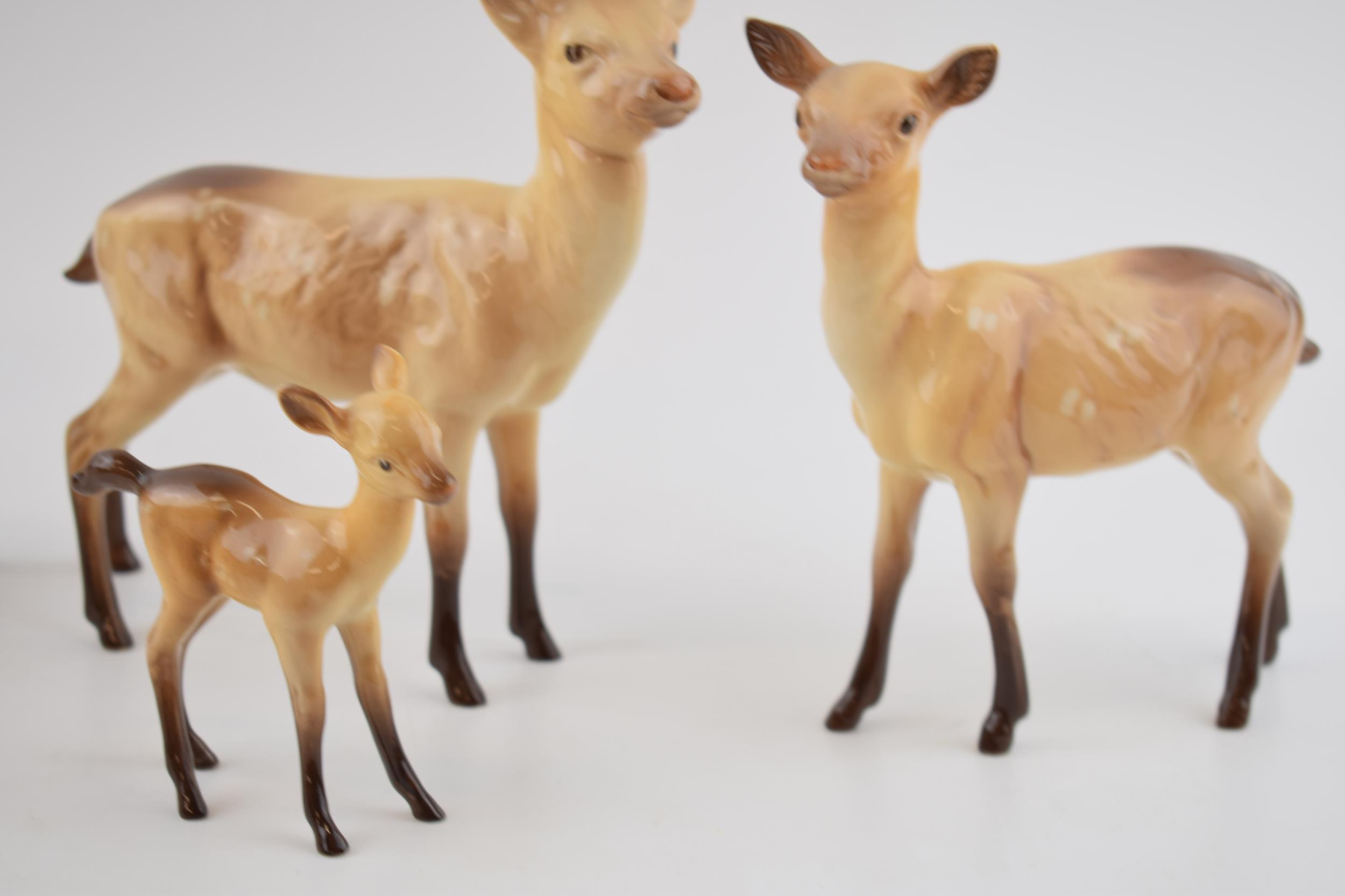 Beswick deers to include a stag, 2 does and a fawn (4). In good condition with no obvious damage - Image 2 of 3