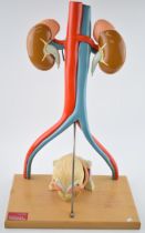 Medical / scientific 'Model of the Urinary System' by Denoyer - Geppert, Chicago. Base 31cm x