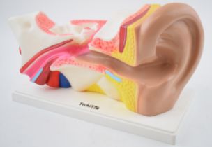 Medical / scientific 'Model of an Ear' advertising 'TickiT'. Base 30cm x 15cm. In good original