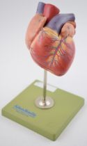 Medical / scientific 'Model of a Heart' by Adam Rouilly, London. Made in West Germany. Height