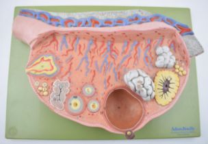 Medical / scientific 'Model of The Ovary' by Adam Rouilly, London. Made in West Germany. 39cm x