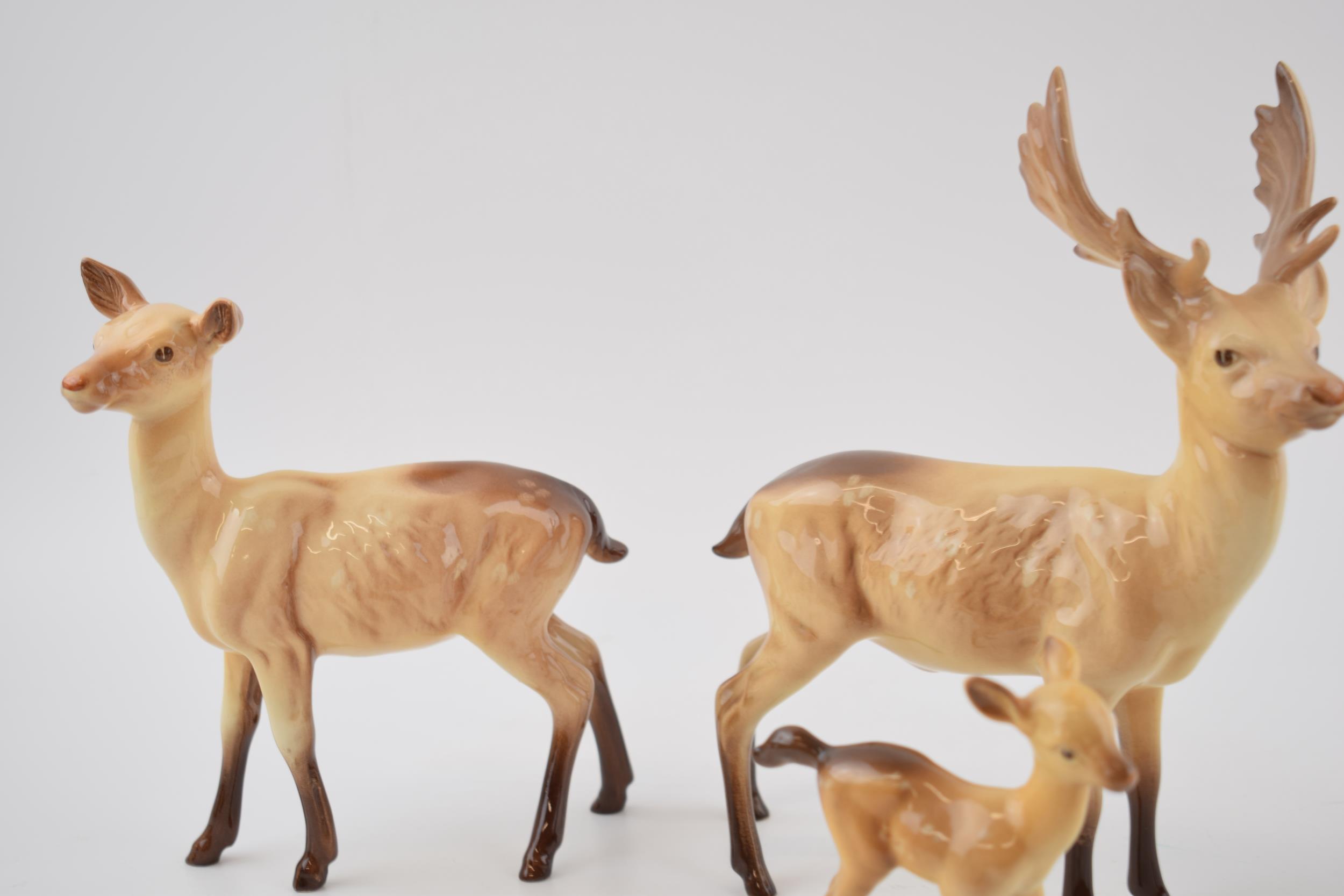 Beswick deers to include a stag, 2 does and a fawn (4). In good condition with no obvious damage - Image 3 of 3