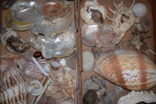 Conchology: an interesting and large collection of shells and coastal finds of varying sizes and