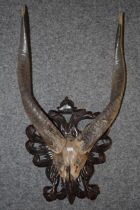 A mounted pair of gazelle (or similar) horns, mounted onto ornate wooden shield, 58cm tall.