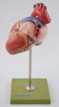 Medical / scientific 'Model of a Heart' by Adam Rouilly, London. Made in West Germany. Height