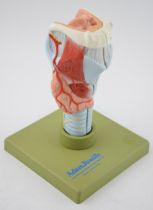 Medical / scientific 'Model of the Larynx' by Adam Rouilly, London. Made in West Germany. Height