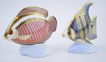 Two Royal Crown Derby Tropical Fish to include Angel Fish and Gourami. Both with gold stoppers.