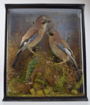 Taxidermy: a cased pair of Jays set amongst naturalistic setting and foliage, circa early to mid