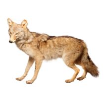 Taxidermy: a Coyote facing left, standing on all 4 legs, with glass eyes, 100cm long. In good