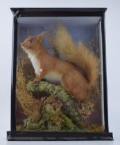 Taxidermy: a red squirrel set amongst naturalistic setting, with good colour, cased and glazed, 26cm