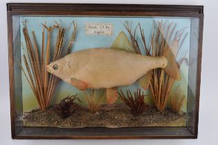A cased cast of a roach fish, 1 lb 8 oz, Langford, set amongst naturalistic setting, 52cm x 37cm.