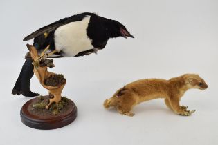 A vintage taxidermy Magpie on stand (Height 38cm) together with a Stoat / Weasel (Length 198cm) In