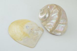 Two good examples of mother of pearl sea shells. 7cm x 14cm. Weight 1022 grams.