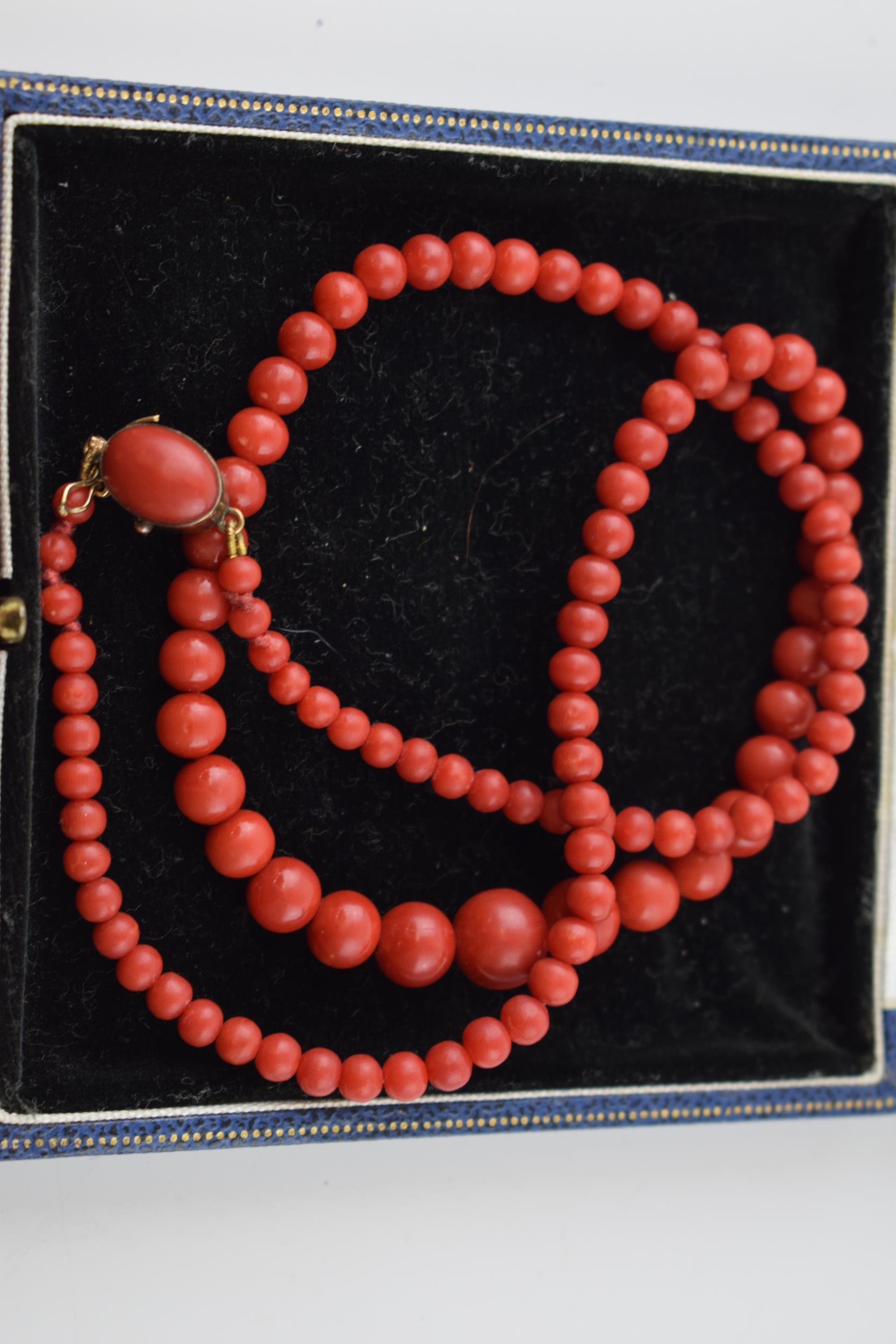 A quality set of untreated Sardinian coral graduated beads, presented as a necklace on an 18ct - Image 3 of 4