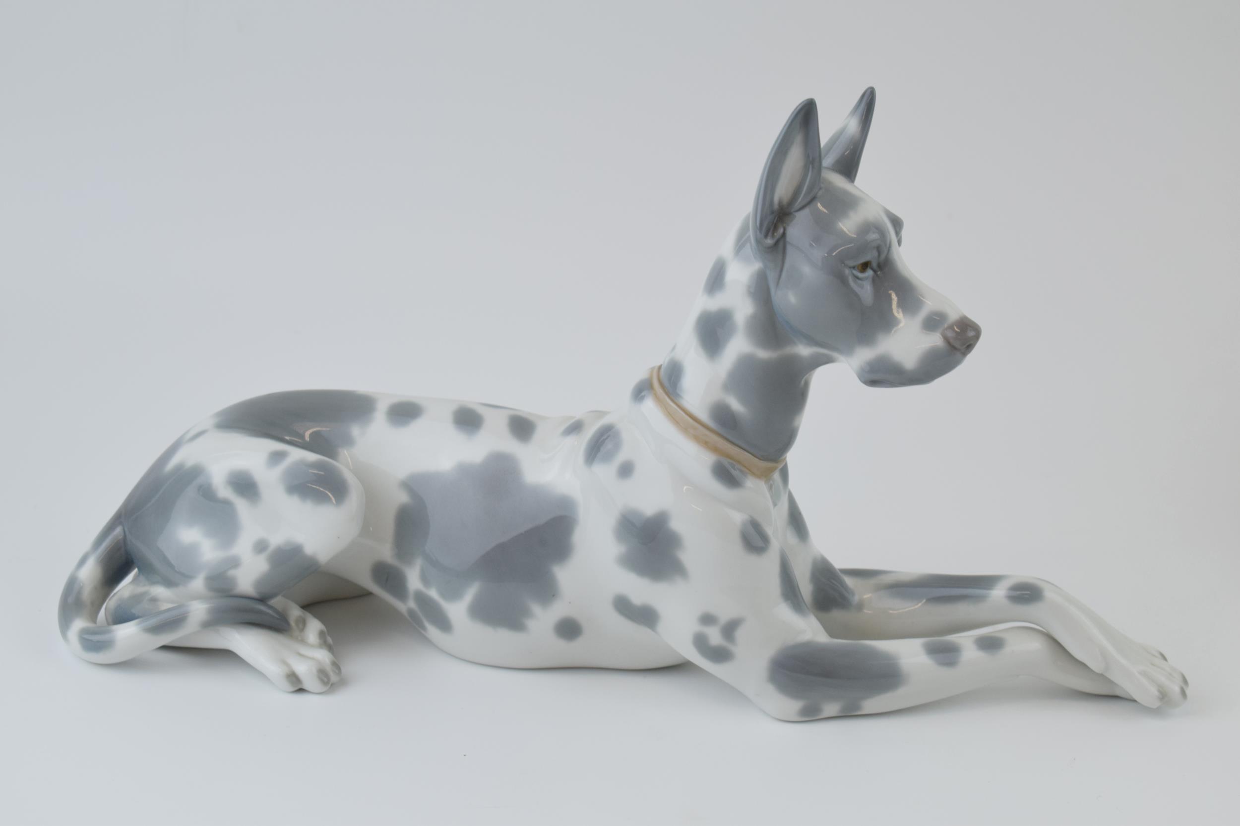 Lladro figure no. 1068, Great Dane. In good condition with no obvious damage or restoration. - Image 2 of 4