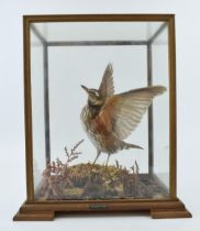 A cased taxidermy Redwing, set in naturalistic setting, wings outstretched, 28x23x33cm tall, in