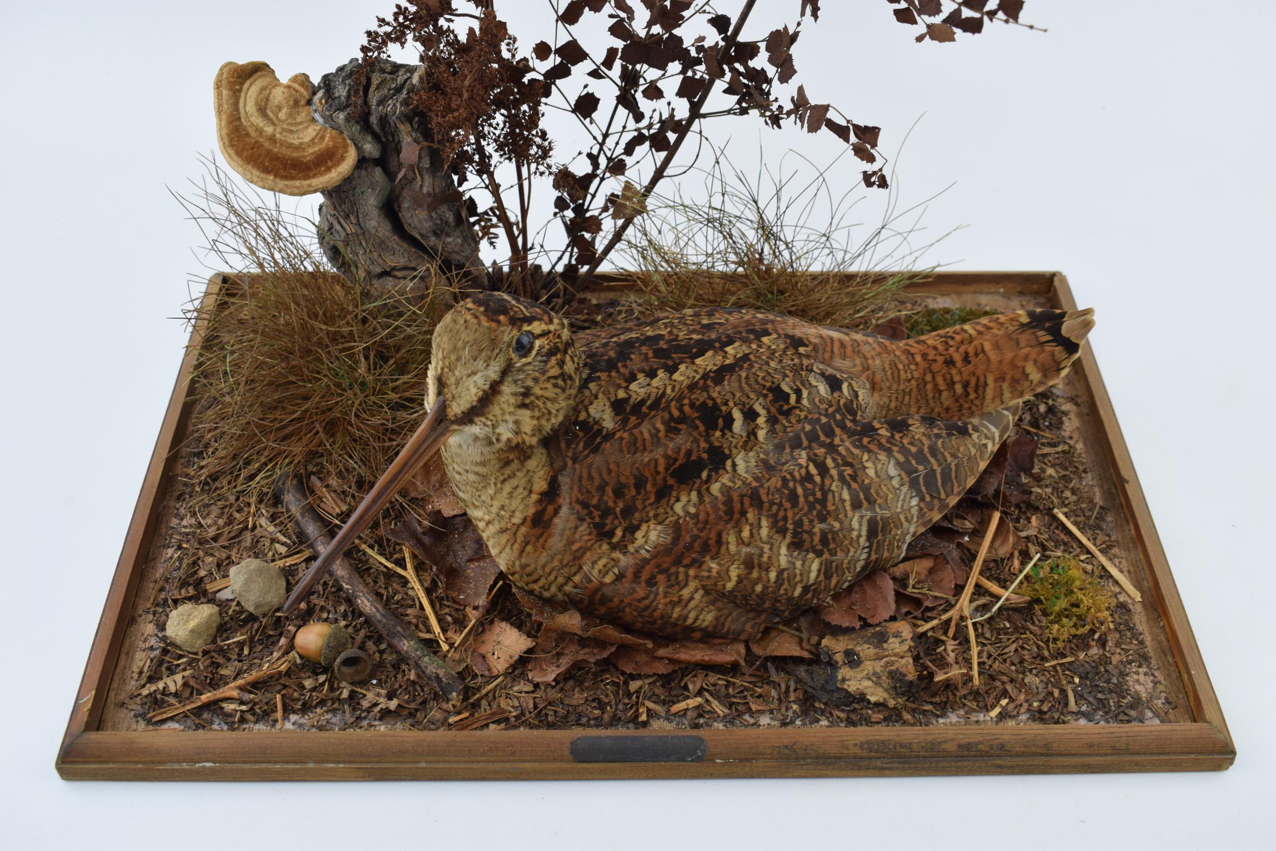 A cased taxidermy Woodcock, set in naturalistic setting, 38x24x31cm tall, in wooden and glass - Bild 5 aus 5