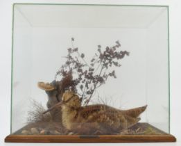 A cased taxidermy Woodcock, set in naturalistic setting, 38x24x31cm tall, in wooden and glass