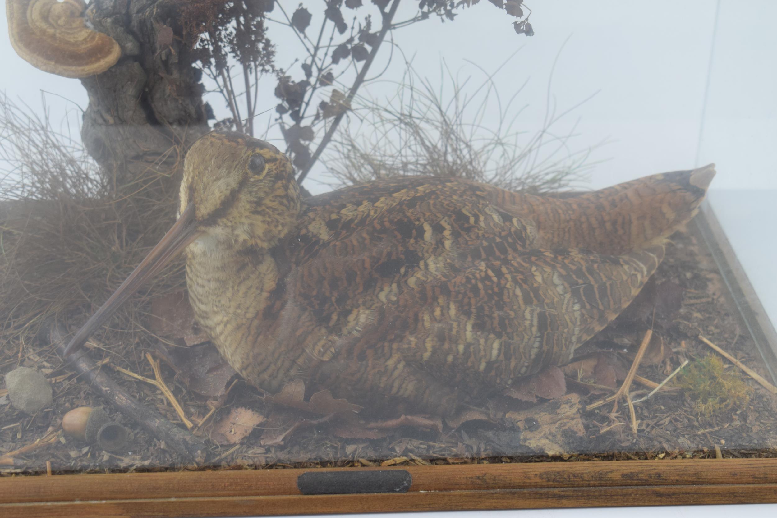 A cased taxidermy Woodcock, set in naturalistic setting, 38x24x31cm tall, in wooden and glass - Bild 2 aus 5