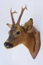 A taxidermy deer's head with 6 point antlers, mounted onto wooden shield, 41cm tall. Generally
