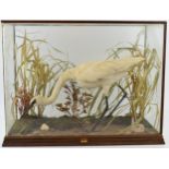 A cased taxidermy Little Egret, set in naturalistic setting, 58x28x43cm tall, in wooden and glass