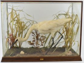 A cased taxidermy Little Egret, set in naturalistic setting, 58x28x43cm tall, in wooden and glass