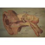German early 20th century scientific poster of the ear on wooden poles, 92cm x 69cm.